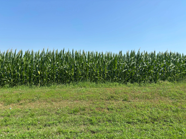 Corn in the Blue Sky