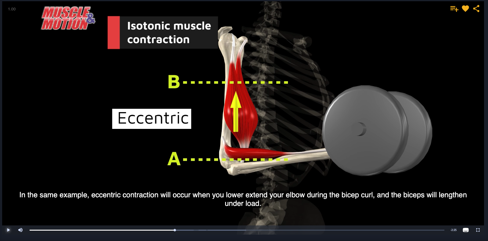 Eccentric Contraction of Muscle by Muscle & Motion