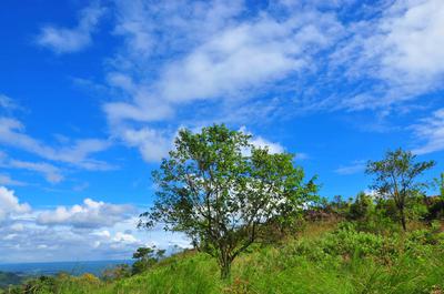 Don't Gaze at one Leaf