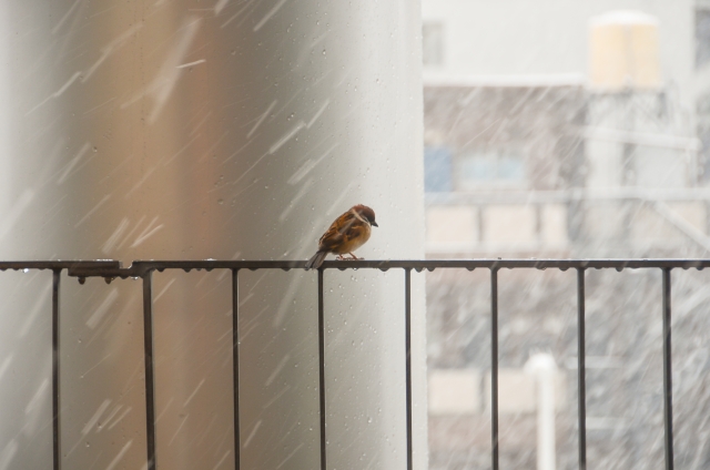 Shippu Keiso Sparrow in Storm